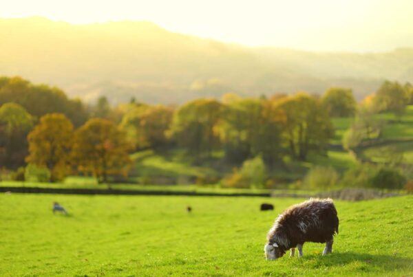 Pasture, Rangeland, Forage Insurance - Sheep Grazing in Green Pastures With Adult Sheep and Baby Lambs Feeding in Lush Meadows in the Distance at Sunrise